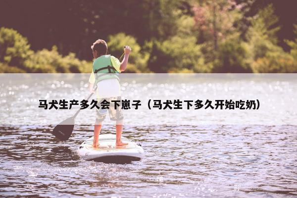 马犬生产多久会下崽子（马犬生下多久开始吃奶）