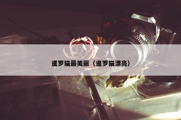 暹罗猫最美丽（暹罗猫漂亮）