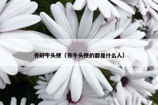 养好牛头梗（养牛头梗的都是什么人）