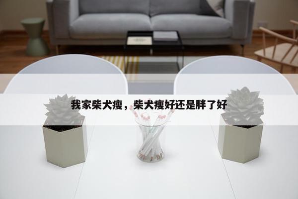 我家柴犬瘦，柴犬瘦好还是胖了好
