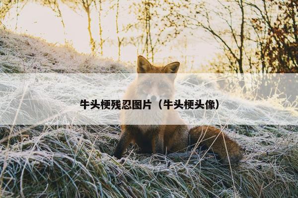 牛头梗残忍图片（牛头梗头像）