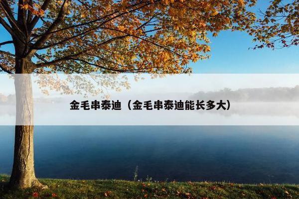 金毛串泰迪（金毛串泰迪能长多大）