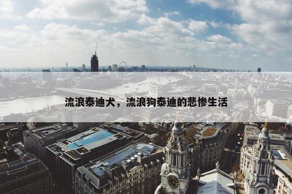 流浪泰迪犬，流浪狗泰迪的悲惨生活