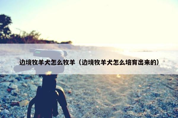 边境牧羊犬怎么牧羊（边境牧羊犬怎么培育出来的）