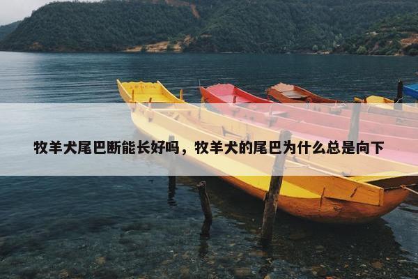 牧羊犬尾巴断能长好吗，牧羊犬的尾巴为什么总是向下