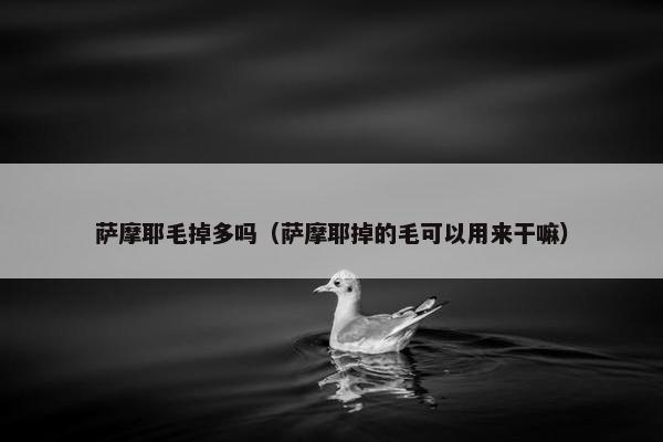萨摩耶毛掉多吗（萨摩耶掉的毛可以用来干嘛）