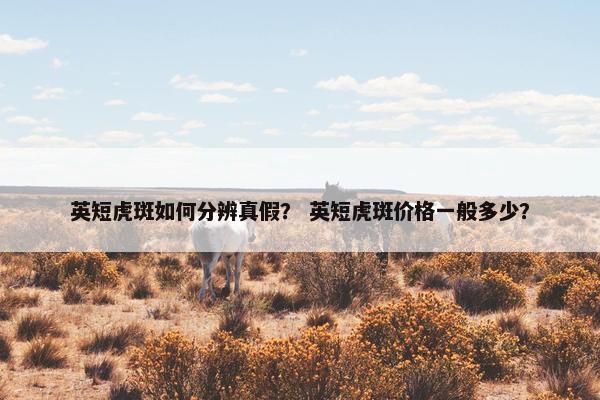英短虎斑如何分辨真假？ 英短虎斑价格一般多少？