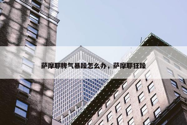 萨摩耶脾气暴躁怎么办，萨摩耶狂躁