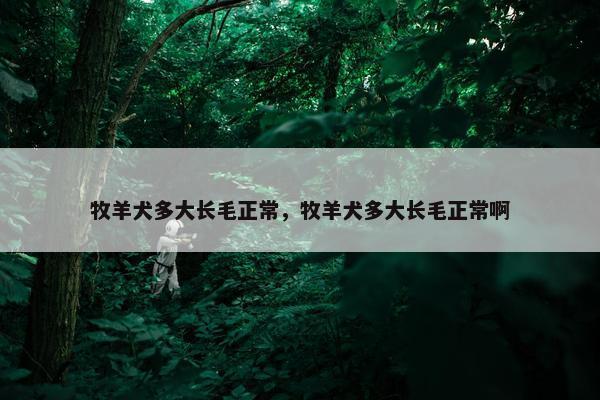 牧羊犬多大长毛正常，牧羊犬多大长毛正常啊