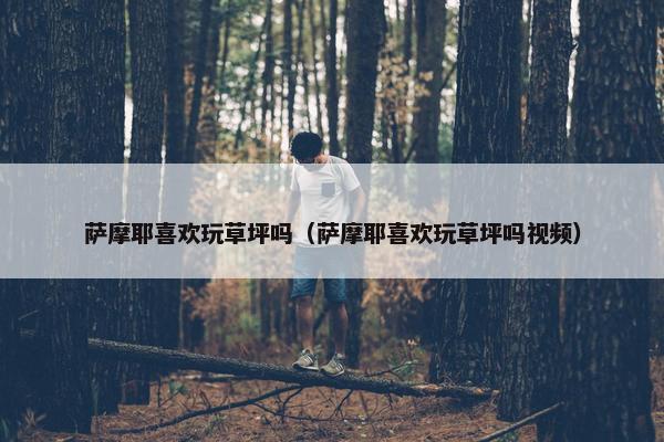 萨摩耶喜欢玩草坪吗（萨摩耶喜欢玩草坪吗视频）
