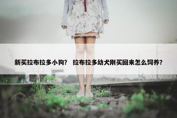新买拉布拉多小狗？ 拉布拉多幼犬刚买回来怎么饲养？