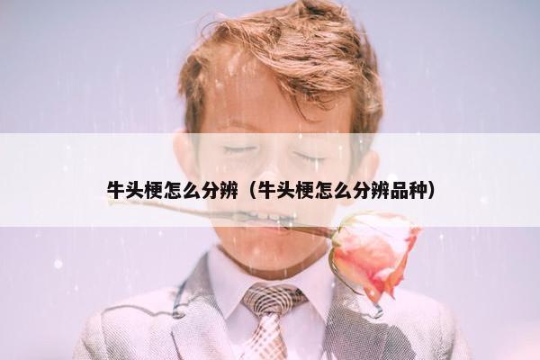 牛头梗怎么分辨（牛头梗怎么分辨品种）