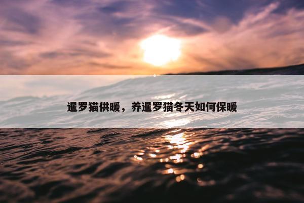 暹罗猫供暖，养暹罗猫冬天如何保暖