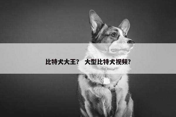 比特犬大王? 大型比特犬视频?