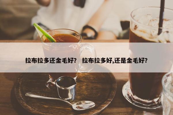 拉布拉多还金毛好？ 拉布拉多好,还是金毛好？