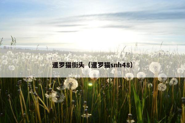 暹罗猫街头(暹罗猫snh48)