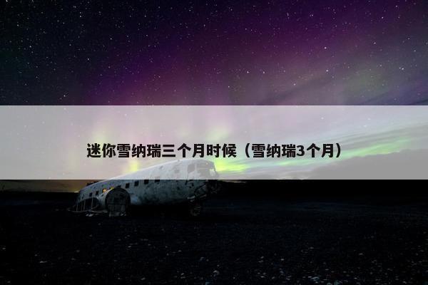 迷你雪纳瑞三个月时候（雪纳瑞3个月）