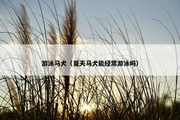 马犬的