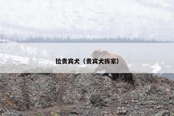 捡贵宾犬（贵宾犬拆家）
