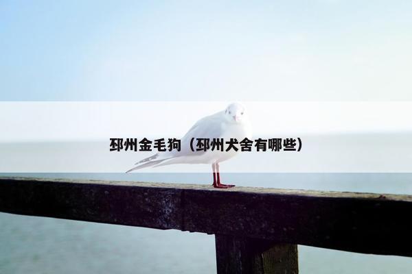 邳州金毛狗（邳州犬舍有哪些）
