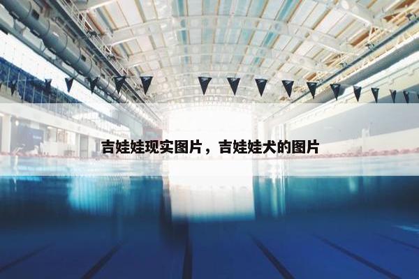 吉娃娃现实图片，吉娃娃犬的图片