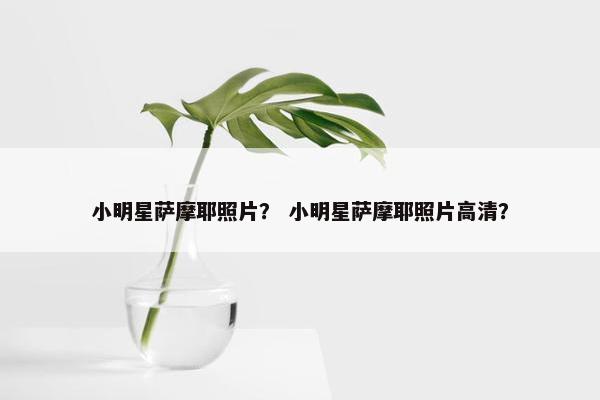 小明星萨摩耶照片? 小明星萨摩耶照片高清?