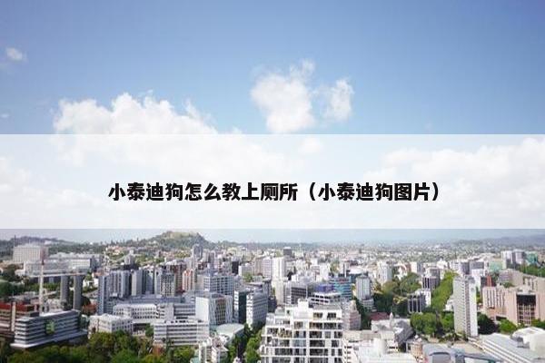 小泰迪狗怎么教上厕所（小泰迪狗图片）