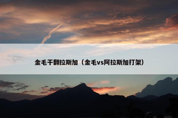 金毛干翻拉斯加（金毛vs阿拉斯加打架）