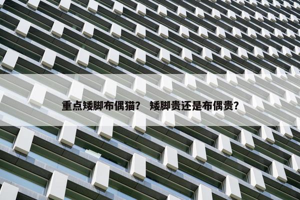 重点矮脚布偶猫？ 矮脚贵还是布偶贵？