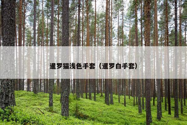 暹罗猫浅色手套（暹罗白手套）