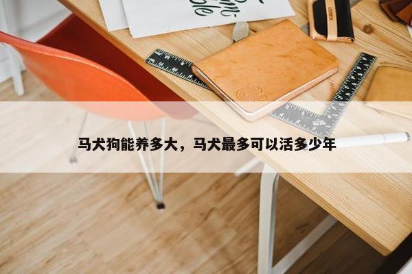 马犬狗能养多大，马犬最多可以活多少年