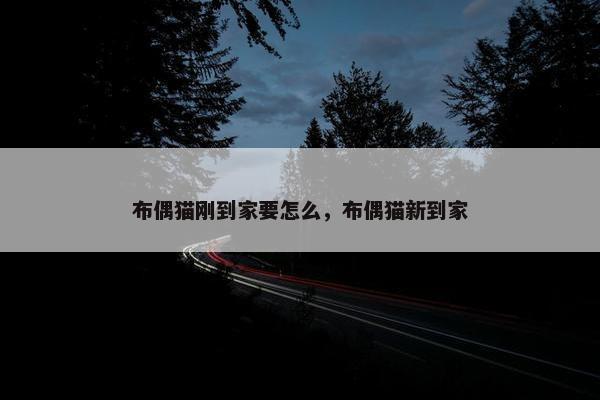布偶猫刚到家要怎么，布偶猫新到家
