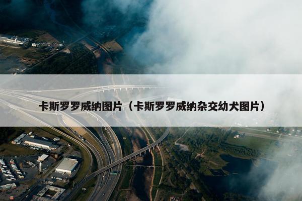 卡斯罗罗威纳图片（卡斯罗罗威纳杂交幼犬图片）