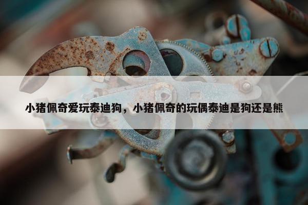 小猪佩奇爱玩泰迪狗，小猪佩奇的玩偶泰迪是狗还是熊