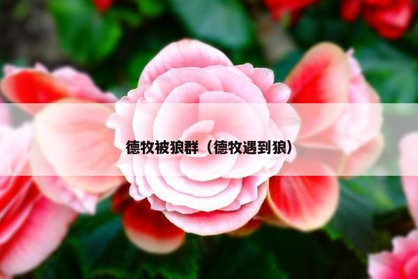 德牧被狼群（德牧遇到狼）