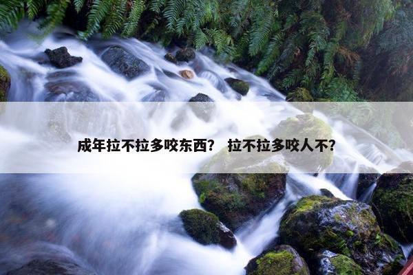 成年拉不拉多咬东西？ 拉不拉多咬人不？