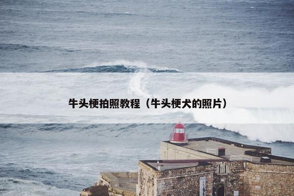 牛头梗拍照教程（牛头梗犬的照片）