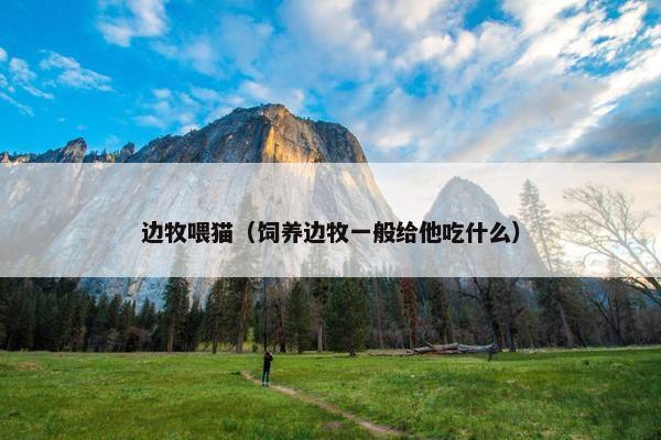 边牧喂猫（饲养边牧一般给他吃什么）