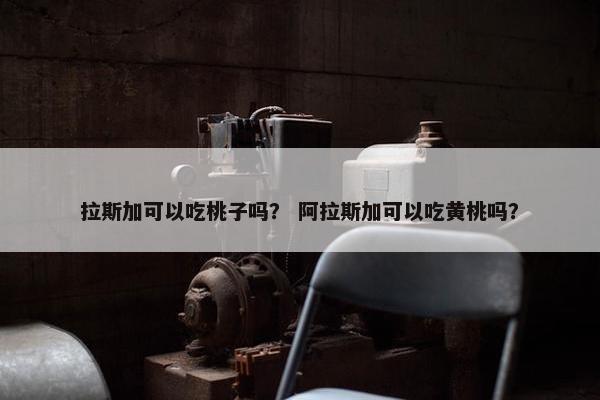 拉斯加可以吃桃子吗？ 阿拉斯加可以吃黄桃吗？