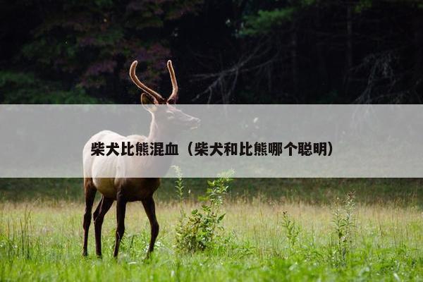 柴犬比熊混血（柴犬和比熊哪个聪明）
