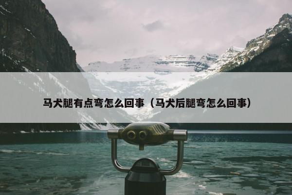 马犬腿有点弯怎么回事（马犬后腿弯怎么回事）