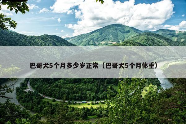巴哥犬5个月多少岁正常（巴哥犬5个月体重）