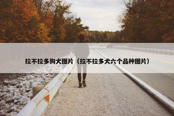拉不拉多狗犬图片（拉不拉多犬六个品种图片）