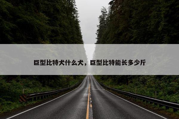 巨型比特犬什么犬，巨型比特能长多少斤