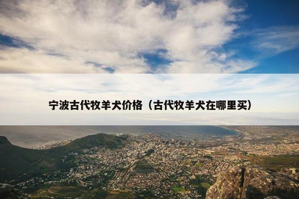 宁波古代牧羊犬价格(古代牧羊犬在哪里买)