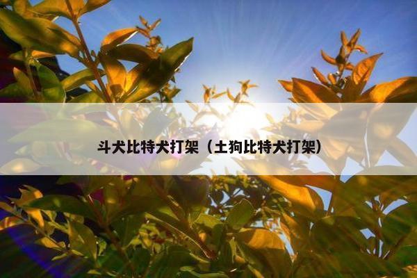 斗犬比特犬打架（土狗比特犬打架）