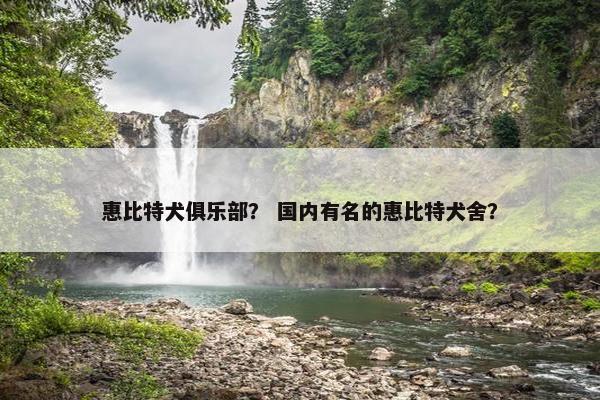 惠比特犬俱乐部？ 国内有名的惠比特犬舍？