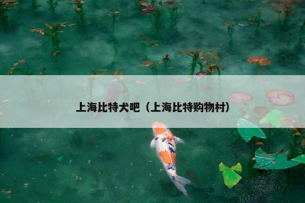 上海比特犬吧(上海比特购物村)