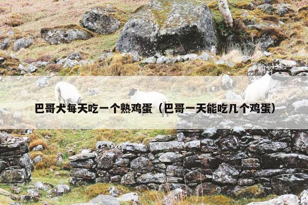 巴哥犬每天吃一个熟鸡蛋（巴哥一天能吃几个鸡蛋）