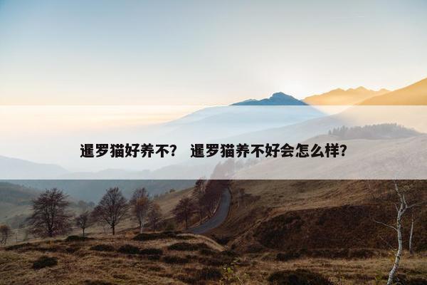 阿比西尼亚